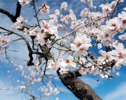 شکوفه بادام نهالستان نهال آنلاین